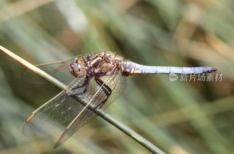 龙骨Skimmer (Orthetrum coerulescens)雄性